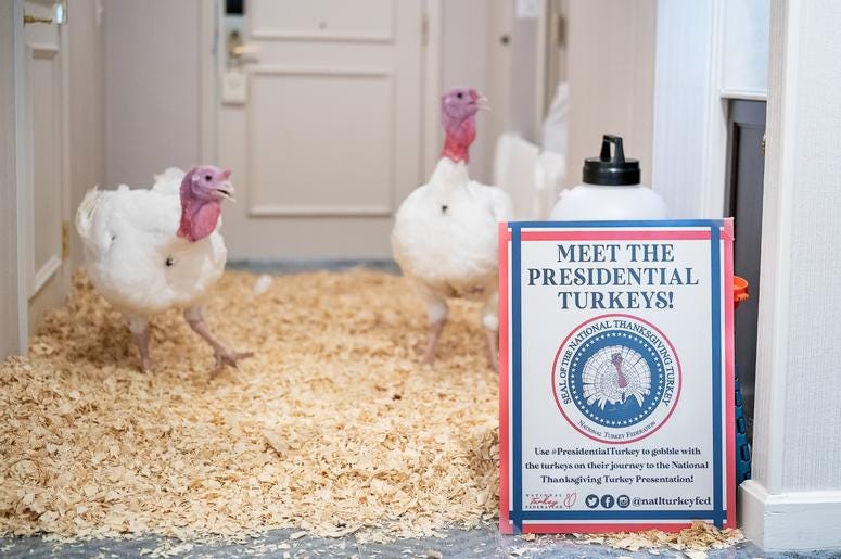 Bread and Butter are getting ready for Thanksgiving. Bread and Butter are getting ready for Thanksgiving.