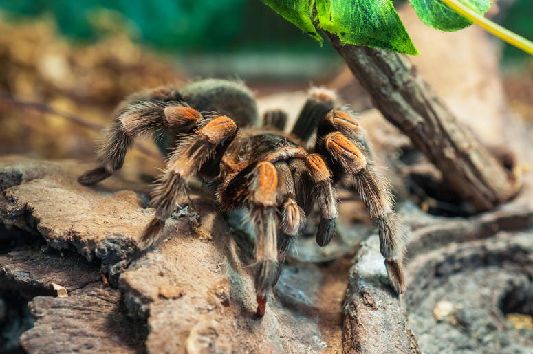 Colorado tarantula migration is set for August. Colorado tarantula migration is set for August.