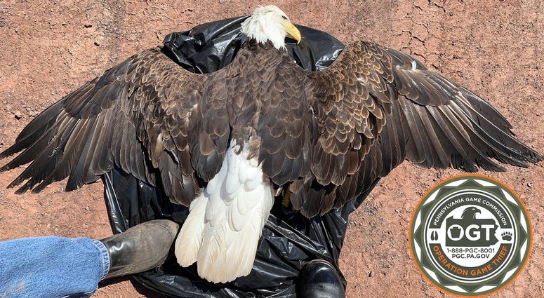 Pa. Game Commission seeks info on deaths of 3 eagles