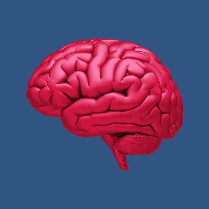 Brain