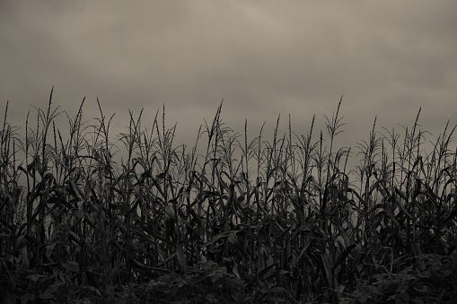 cornfield