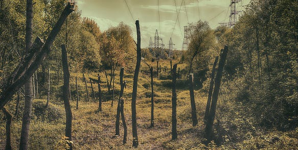 Forest