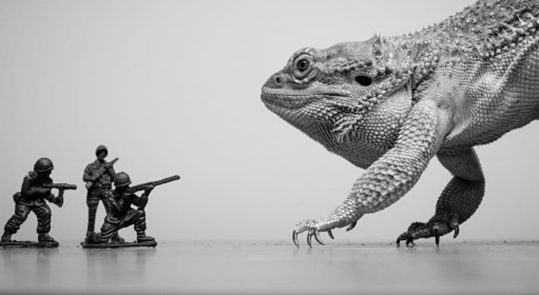 lizard