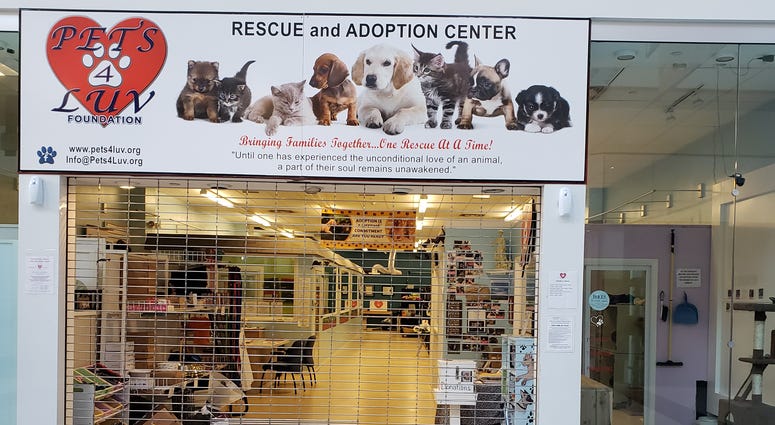 (Photo; Pets4Luv Foundation)