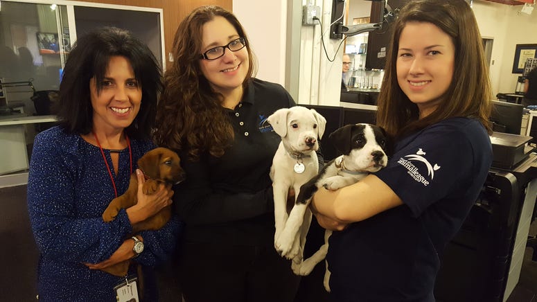 North Shore Animal League holds first ever No Kill Giving Day North Shore Animal League