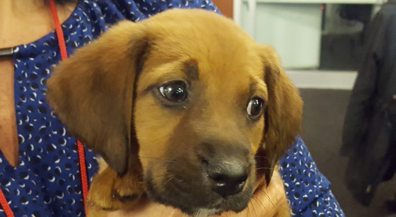 North Shore Animal League holds first ever No Kill Giving Day North Shore Animal League