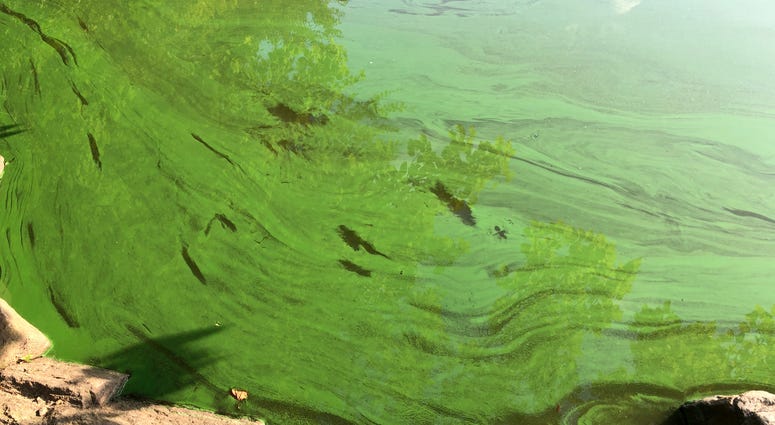 Toxic algae blooms Central Park Toxic algae blooms Central Park