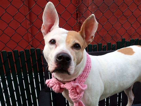 Cheesecake (21443) available for adoption at Manhattan ACC. (Photo: ACC)