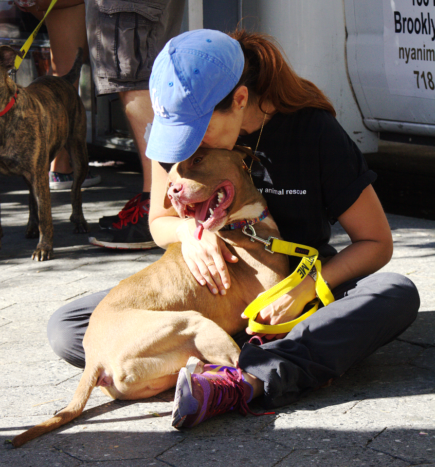 Mayor's Alliance for NYC's Animals Adoptapalooza (Photo: Chiu Ng)