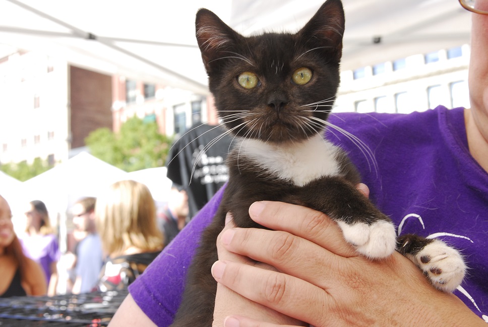 Mayor's Alliance for NYC's Animals Adoptapalooza (Photo: Dana Edelson)