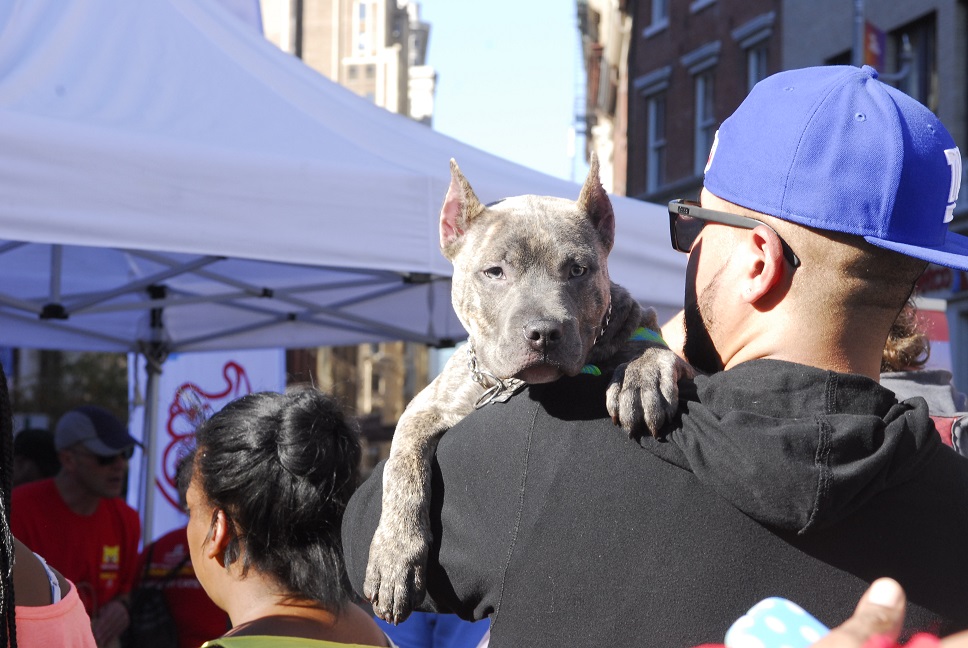 Mayor's Alliance for NYC's Animals Adoptapalooza (Photo: Dana Edelson)