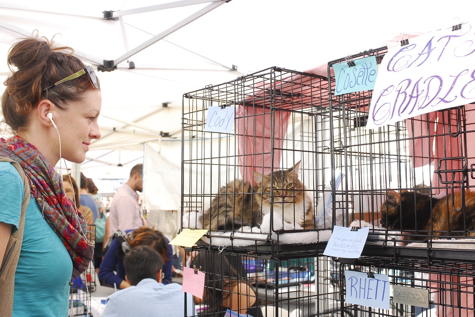 Mayor's Alliance for NYC's Animals Adoptapalooza (Photo: Dana Edelson)