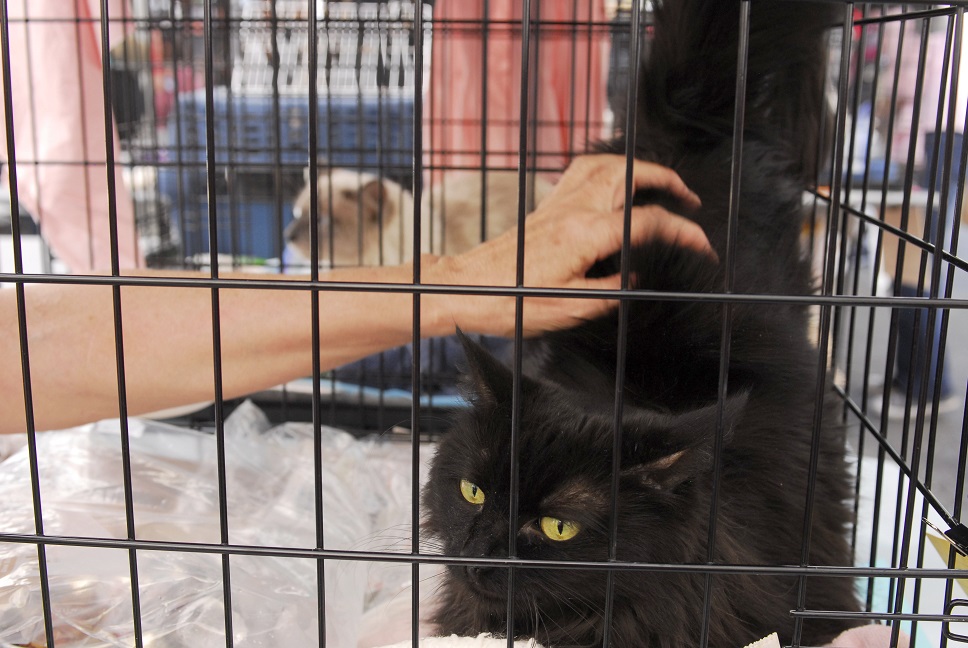 Mayor's Alliance for NYC's Animals Adoptapalooza (Photo: Dana Edelson)