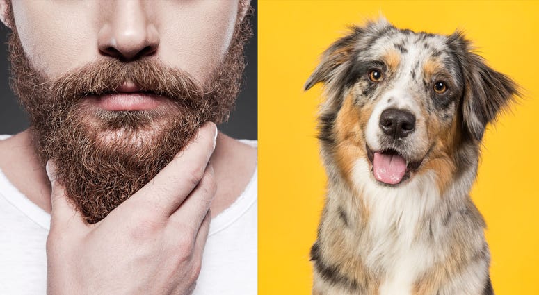 Dog beard Dog beard