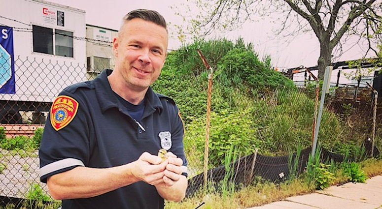 Suffolk County police Officer Jack Ward is holding a duckling that was rescued from a storm drain. Bay Shore Duckling Rescue