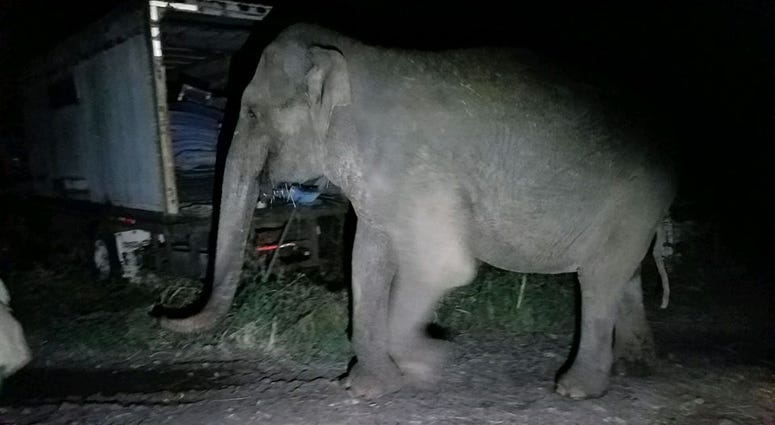 An elephant that escaped from an animal sanctuary in upstate New York. An elephant that escaped from an animal sanctuary in upstate New York.