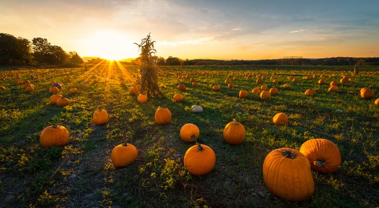 Pumpkin Patch