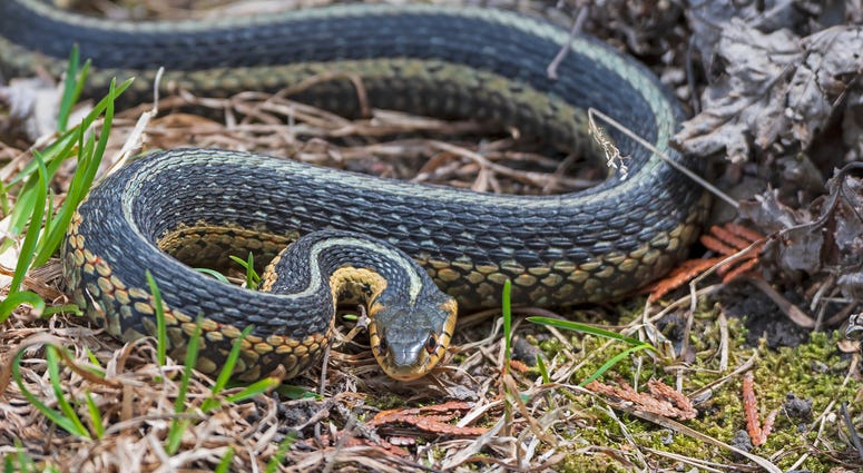 Garter snake Garter snake