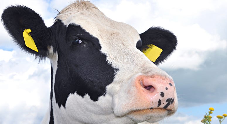 Happy Cow