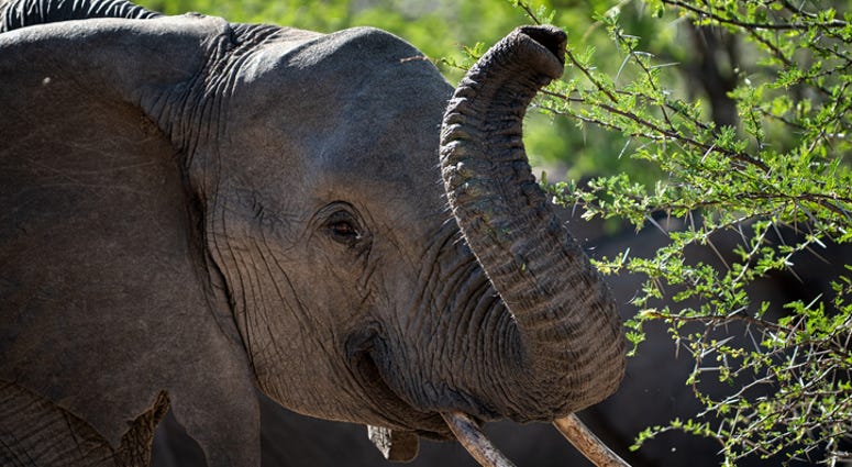 An elephant An elephant