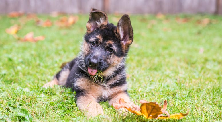 puppy puppy