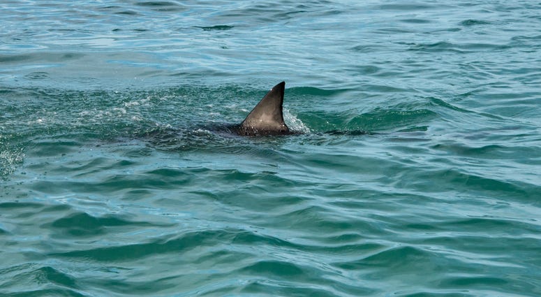 Shark Shark