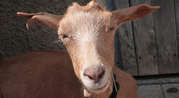 Goat Goat