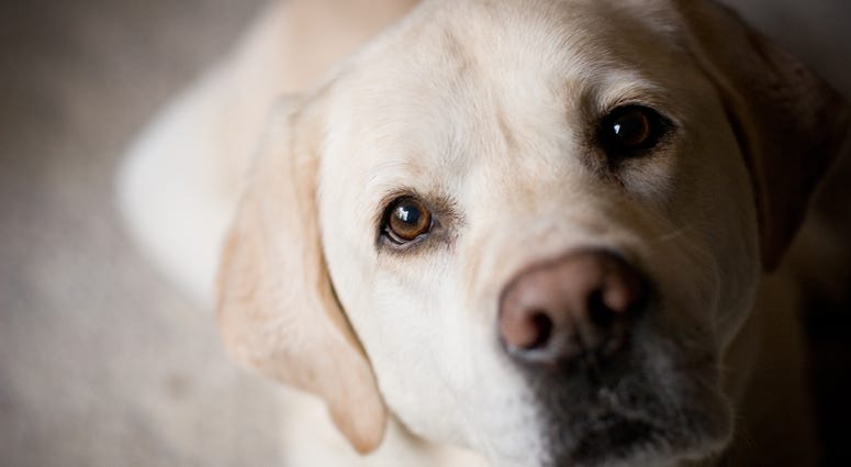 Dog Dog