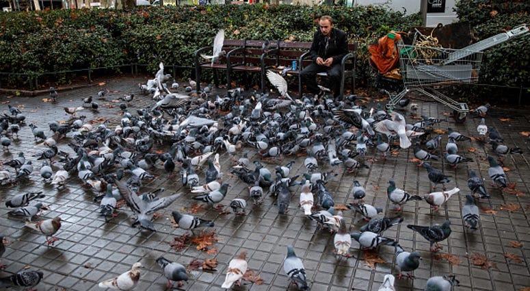A man feeds pigeons in Barcelona. A man feeds pigeons in Barcelona.