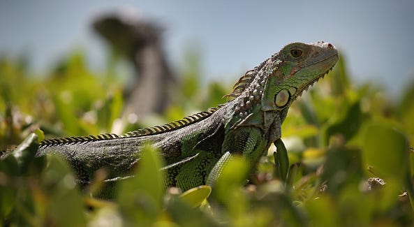 Iguana file image Iguana