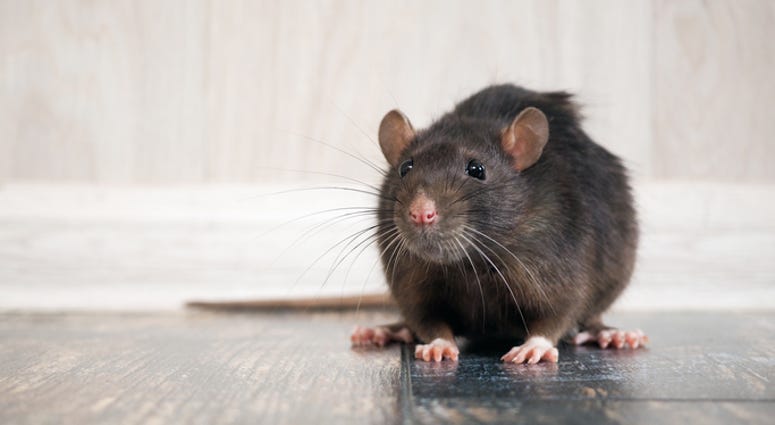 Rat Rat