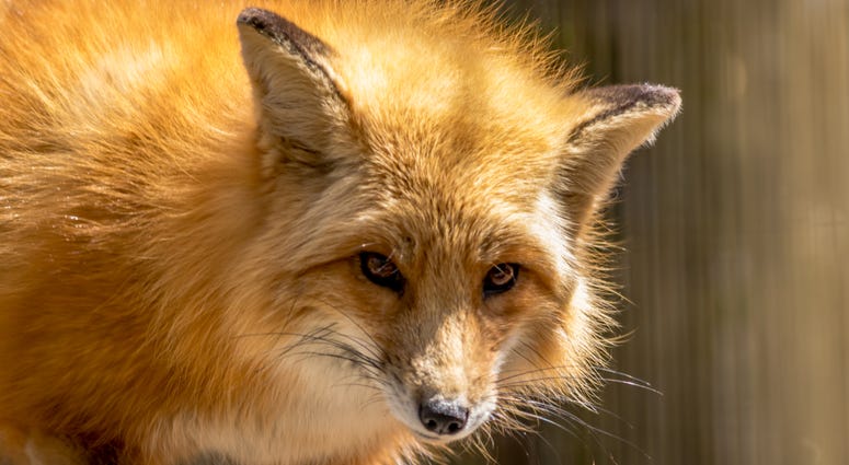 A fox. Fox