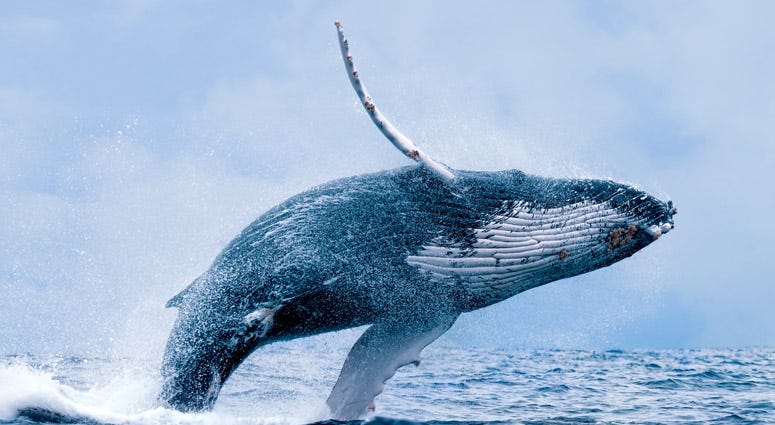 Humpback Whale Humpback Whale