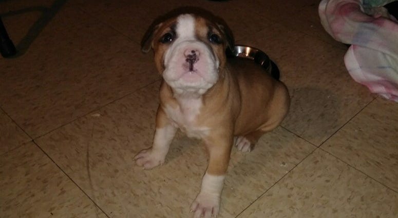 Luna the puppy was stolen off of a street in the Bronx. Luna the puppy was stolen off of a street in the Bronx.