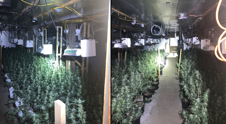 The alleged grow operation. Marijuana Massachusetts