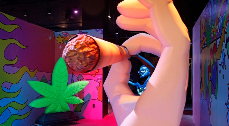 In this Tuesday, Sept. 18, 2018 photo, Gabe Williams works on a exhibit at the Cannabition cannabis museum in Las Vegas. In this Tuesday, Sept. 18, 2018 photo, Gabe Williams works on a exhibit at the Cannabition cannabis museum in Las Vegas.