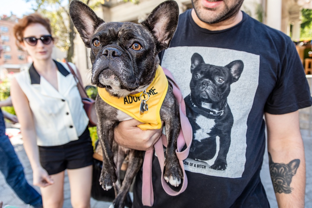 Mayor's Alliance for NYC's Animals Adoptapalooza (Photo: Mark McQueen)