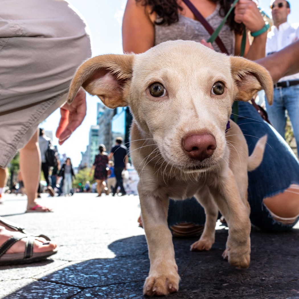 Mayor's Alliance for NYC's Animals Adoptapalooza (Photo: Mark McQueen)