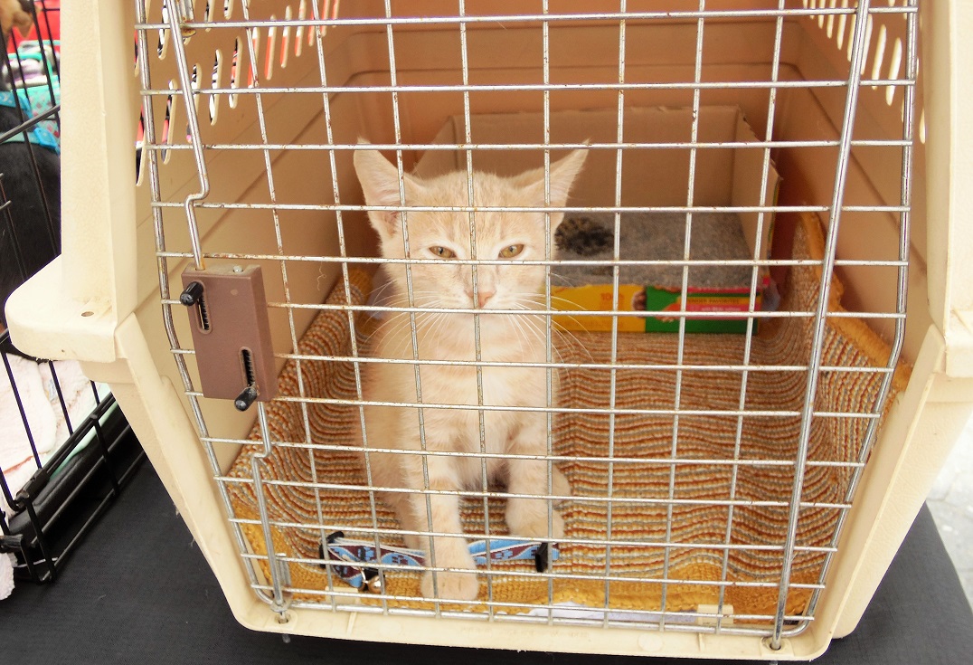 Mayor's Alliance for NYC's Animals Adoptapalooza (Photo: Maureen Smith)