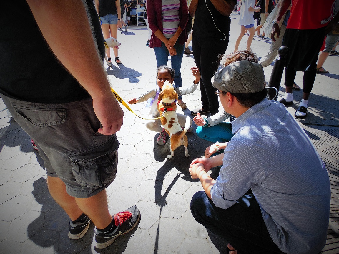 Mayor's Alliance for NYC's Animals Adoptapalooza (Photo: Maureen Smith)