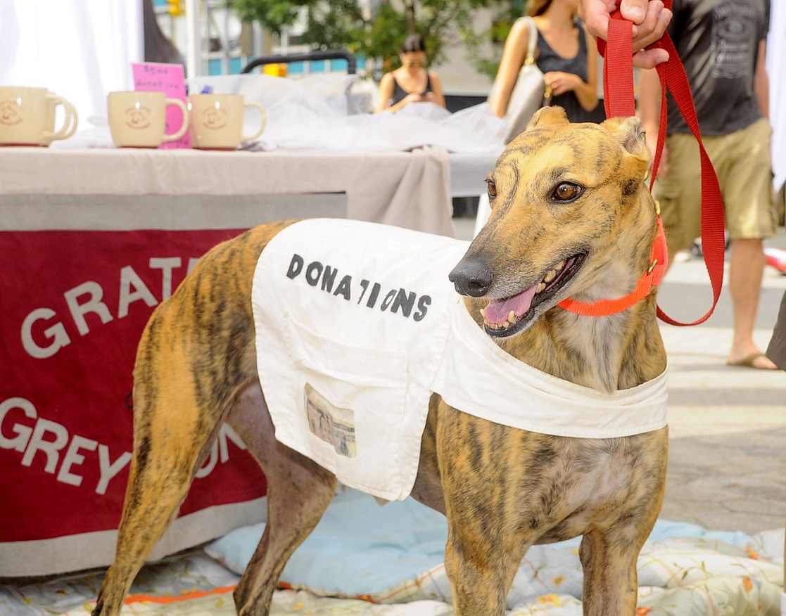 Mayor's Alliance for NYC's Animals Adoptapalooza (Photo: PawPrints By Dave))