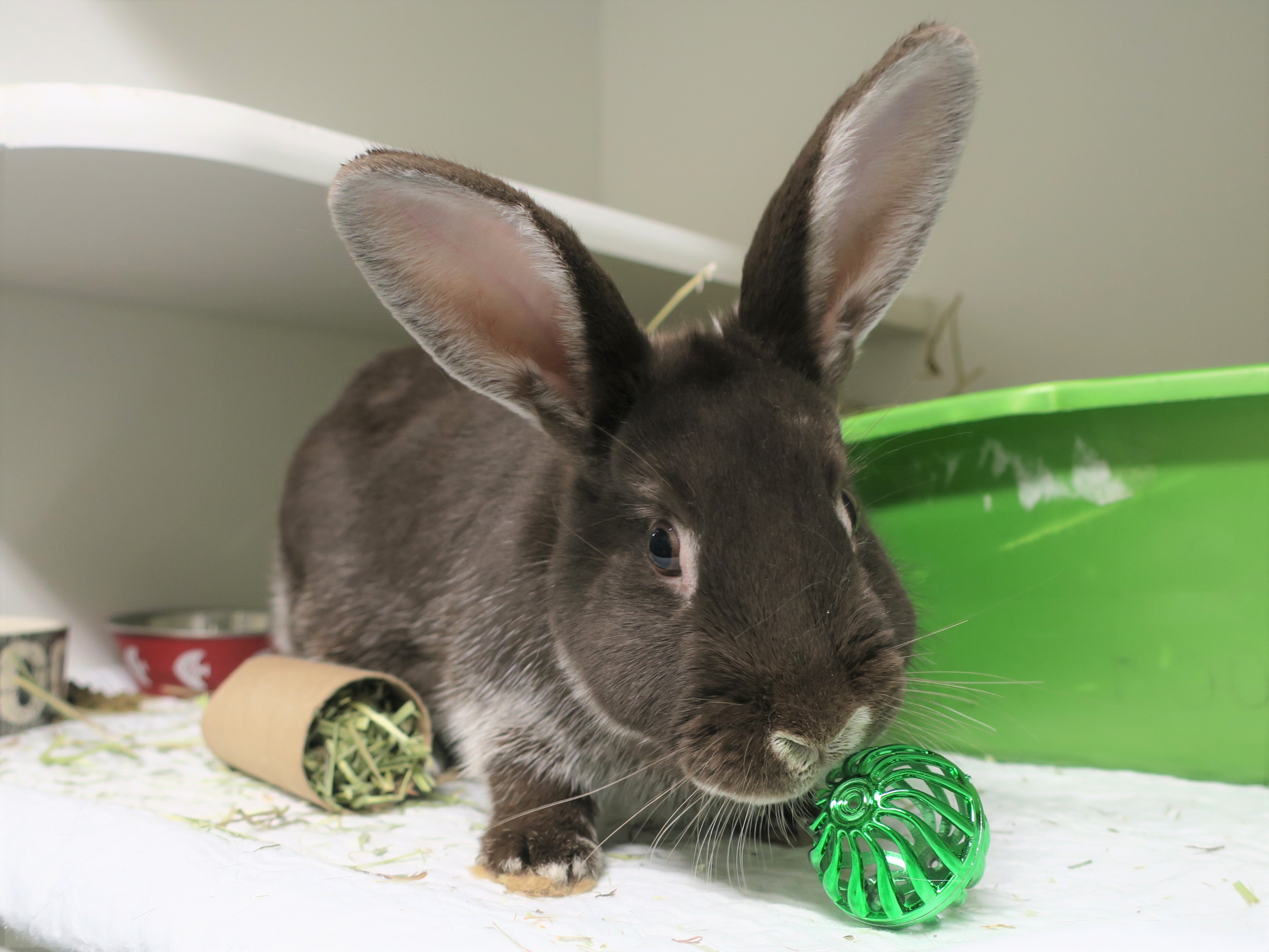 Peppy Hare, available for adoption at Manhattan ACC: 326 East 110th Street (Photo:ACC)