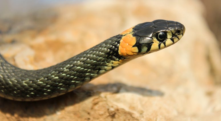 snake