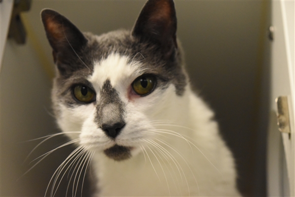 Shuri (21242), available for adopton at Manhattan ACC. (Photo:ACC)