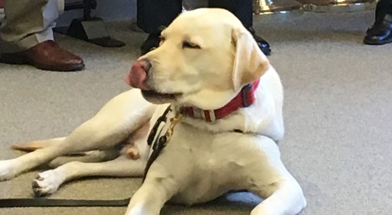 Sully, who served as former President George Bush's service dog, has returned to Long Island. Sully, who served as former President George Bush's service dog, has returned to Long Island.