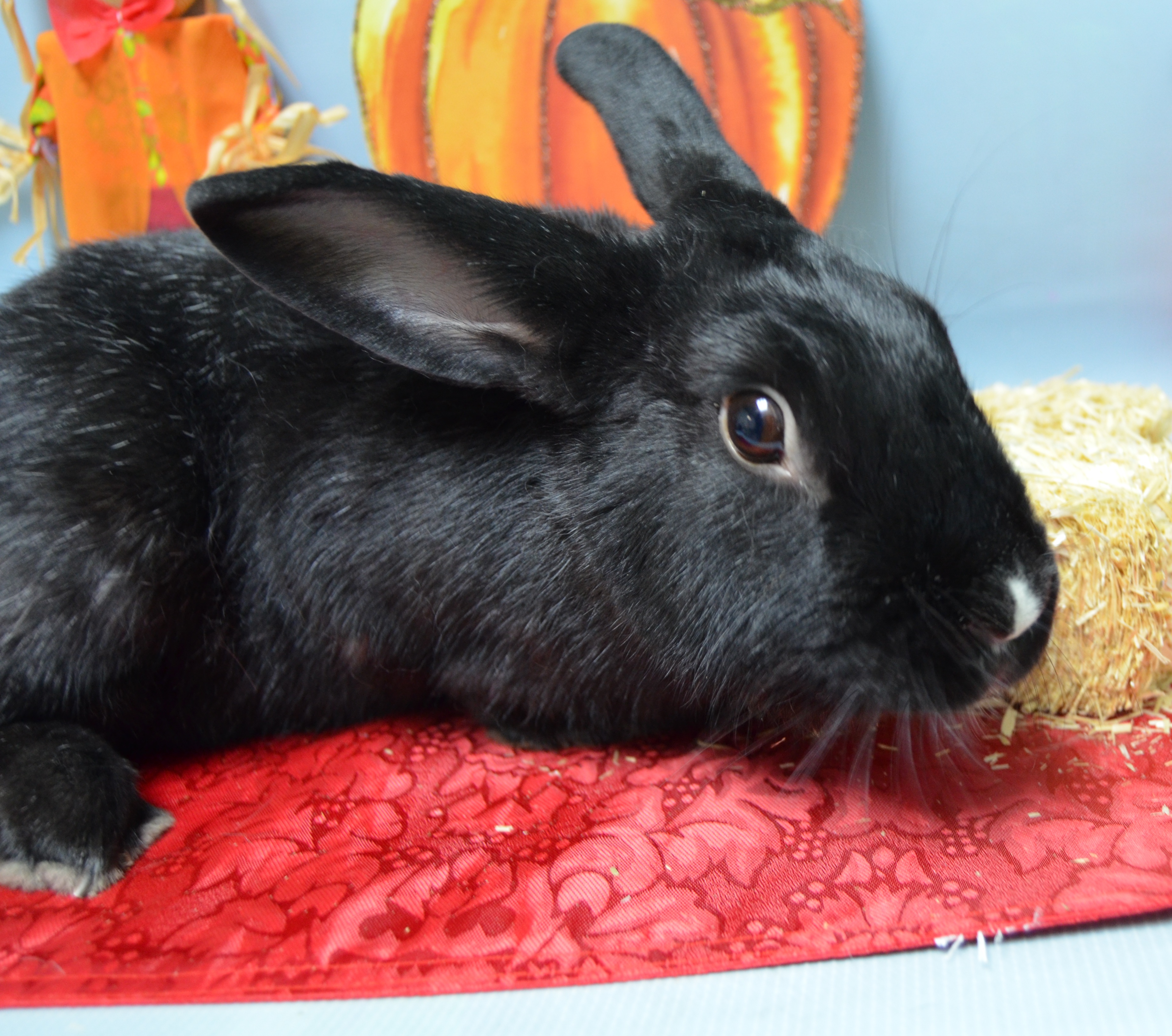 Theo (11646) available for adoption at Brooklyn ACC. (Photo: ACC)