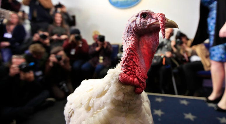 A live turkey is brought into the James S. Brady Press Briefing Room before the media at the White House, Tuesday, Nov. 20, 2018. A live turkey is brought into the James S. Brady Press Briefing Room before the media at the White House, Tuesday, Nov. 20, 2018.