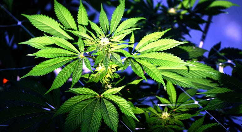 A marijuana plant grows inside a sunny greenhouse. Marijuana weed