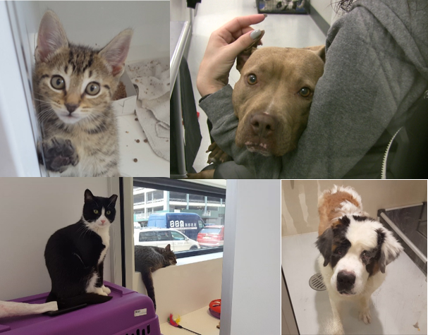 Some of the wonderful animals up for adoption at Animal Haven (AnimalHavenShelter.org)