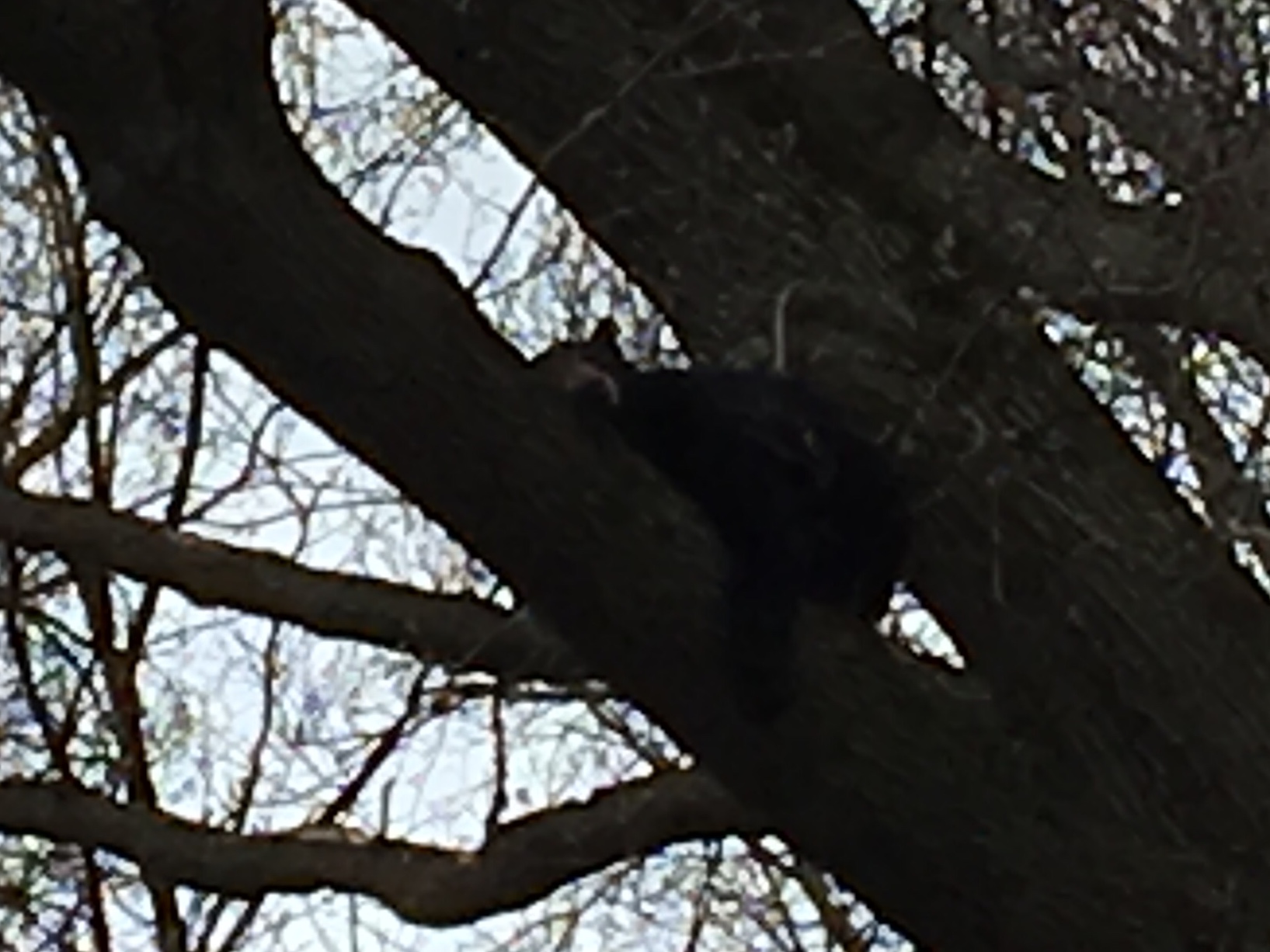 Bear in tree in Paramus